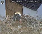 Capi_Dubne_20260518_195003.jpg