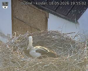Capi_Dubne_20260518_195502.jpg (1350&nbsp;x&nbsp;1080)