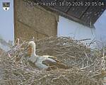 Capi_Dubne_20260518_200504.jpg
