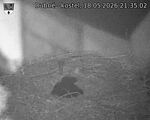 Capi_Dubne_20260518_213502.jpg