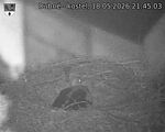Capi_Dubne_20260518_214503.jpg