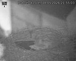 Capi_Dubne_20260518_215503.jpg