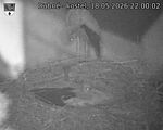 Capi_Dubne_20260518_220002.jpg