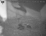 Capi_Dubne_20260518_224502.jpg