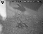 Capi_Dubne_20260518_225003.jpg