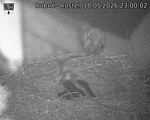 Capi_Dubne_20260518_230002.jpg