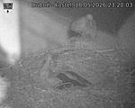 Capi_Dubne_20260518_232003.jpg