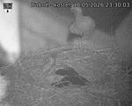 Capi_Dubne_20260518_233004.jpg