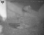 Capi_Dubne_20260518_234003.jpg