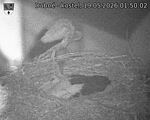 Capi_Dubne_20260519_015002.jpg