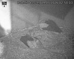 Capi_Dubne_20260519_025003.jpg