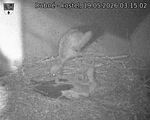 Capi_Dubne_20260519_031502.jpg