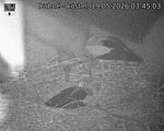 Capi_Dubne_20260519_034503.jpg