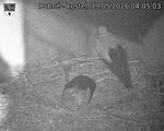 Capi_Dubne_20260519_040503.jpg