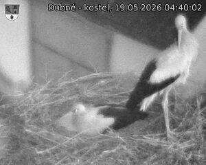 Capi_Dubne_20260519_044002.jpg (1350&nbsp;x&nbsp;1080)