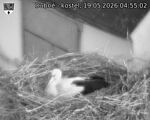 Capi_Dubne_20260519_045502.jpg