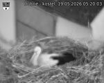 Capi_Dubne_20260519_052003.jpg