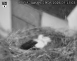 Capi_Dubne_20260519_052503.jpg