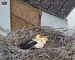 Capi_Dubne_20260519_053002.jpg