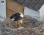 Capi_Dubne_20260519_053503.jpg