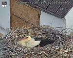 Capi_Dubne_20260519_054003.jpg