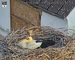 Capi_Dubne_20260519_054504.jpg
