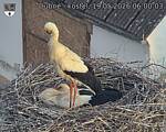 Capi_Dubne_20260519_060003.jpg