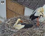 Capi_Dubne_20260519_060502.jpg