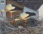 Capi_Dubne_20260519_061002.jpg