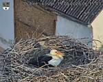 Capi_Dubne_20260519_061503.jpg
