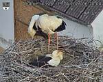 Capi_Dubne_20260519_062004.jpg
