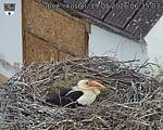 Capi_Dubne_20260519_063503.jpg