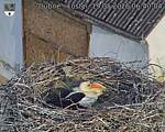 Capi_Dubne_20260519_064004.jpg