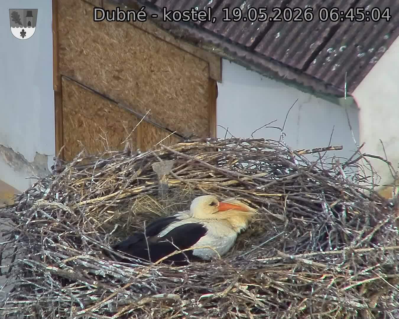 Capi_Dubne_20260519_064504.jpg (1350&nbsp;x&nbsp;1080)