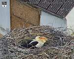 Capi_Dubne_20260519_064504.jpg