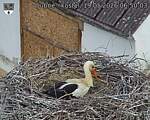 Capi_Dubne_20260519_065003.jpg