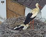 Capi_Dubne_20260519_065503.jpg