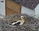 Capi_Dubne_20260519_070004.jpg