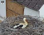 Capi_Dubne_20260519_070503.jpg