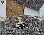 Capi_Dubne_20260519_072504.jpg