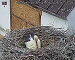 Capi_Dubne_20260519_074504.jpg