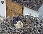Capi_Dubne_20260519_075003.jpg