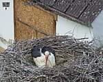 Capi_Dubne_20260519_075504.jpg