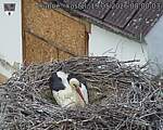 Capi_Dubne_20260519_080003.jpg