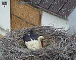 Capi_Dubne_20260519_080503.jpg