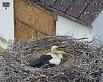 Capi_Dubne_20260519_081004.jpg