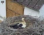 Capi_Dubne_20260519_081502.jpg