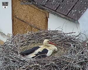 Capi_Dubne_20260519_082004.jpg (1350&nbsp;x&nbsp;1080)