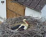 Capi_Dubne_20260519_083004.jpg