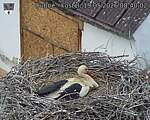 Capi_Dubne_20260519_084002.jpg